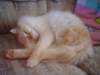 dsc08930_small.jpg