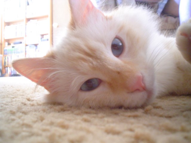 dsc09132.jpg