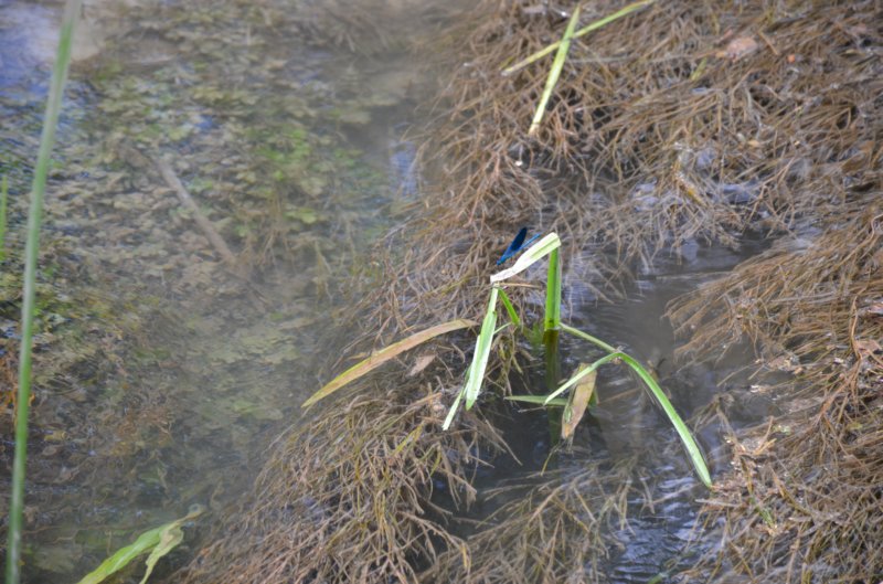 dsc_0343.jpg