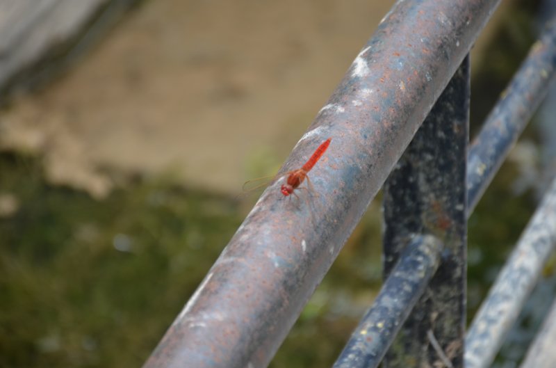 dsc_0353.jpg