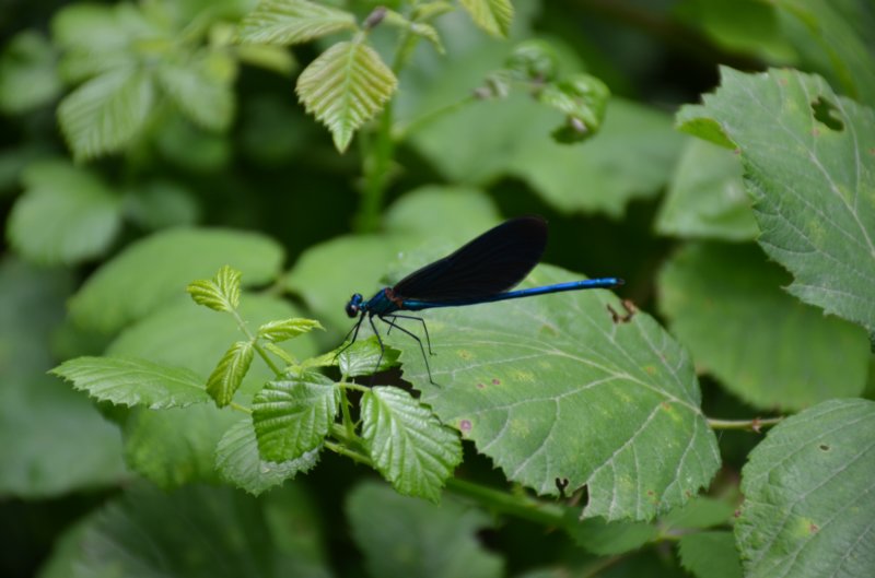 dsc_0424.jpg